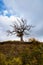 A dried-up tree on a mountain