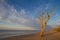 Dried up tree at sea