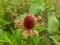 dried up zinnia elegans flower growing in the wild