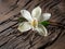 Dried vanilla sticks and vanilla orchid on wooden table