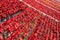 Dried vegetables in the line at farm