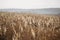 Dried vegetation in the field. A beautiful autumn decoration