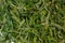 Dried verbena leaves for herbal tea