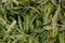Dried verbena leaves for herbal tea