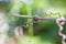 Dried vine plant around wire