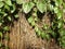 Dried vines and green leaves