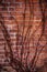 Dried vines growing on the side of a a red brick wall