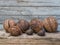 These dried walnut fruits had hard shells