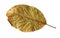 Dried walnut leaf