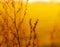 Dried weed grass in the sunlight