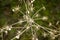 Dried weed plant in autumn