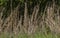 Dried Weeds Growing In A Meadow