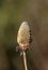 Dried Western coneflower on the blurred background