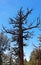 Dried Western Juniper tree