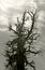 Dried Western Juniper tree