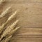 Dried Wheat on Wood Background
