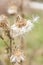 Dried White Milkweed Flowers in Golden Winter Vegetation and Blu