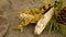 Dried white sage smudge stick, relaxation and aromatherapy. Smudging during psychic occult ceremony, herbal healing