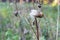 Dried white Thistle Bud close - up in the forest.