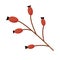 Dried wild berries twigs branch. Cranberry, barberry, lingonberry branches llustration.