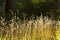 Dried wild carrot flowers Daucus carota together with dried grass and spikelets beige close up