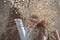 Dried wild carrot flowers together with dried grass and beige spikelets