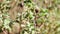 Dried wildflowers detail