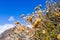 Dried wildflowers; new green leaves starting to grow, Joshua Tree National Park, California