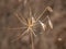 Dried wilted wildflower in summer field