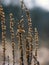 Dried wormwood closeup