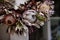 A Dried Wreath of Exotic Hawaiian Protea Flowers