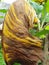 A dried yellow brownish banana leaf
