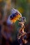 dried yellow flower of a sunflower