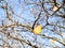 Dried yellow leaves on quince tree under blue sky