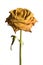 Dried yellow rose isolated
