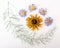 Dried yellow rudbeckia hirta, purple aster flowers and asparaus leaf, laid out in a pattern on a white background.