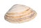 dried yellow striped shell of clam cutout