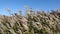 Dried yellowish stalks of reeds ending in fluffy panicles  trembling under gusts of fresh wind on background of blue sky.