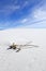 Dried Yucca at White Sands