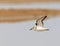 Drieteenstrandloper, Sanderling, Calidris alba