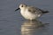 Drieteenstrandloper, Sanderling, Calidris alba