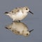 Drieteenstrandloper, Sanderling, Calidris alba