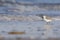 Drieteenstrandloper, Sanderling, Calidris alba