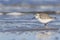 Drieteenstrandloper, Sanderling, Calidris alba