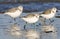 Drieteenstrandloper, Sanderling, Calidris alba