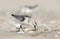 Drieteenstrandloper, Sanderling, Calidris alba