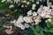 Drift of white daisies beside a metal fence in a fall garden, creative copy space