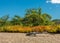 Drift wood on beach with background of trees and vegetation