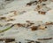 Drift Wood on the beach with plastics. Environment pollution