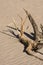 Drift wood on beach in sunshine